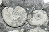 Jurassic Ammonite (Kosmoceras) Cluster - England #220679-1